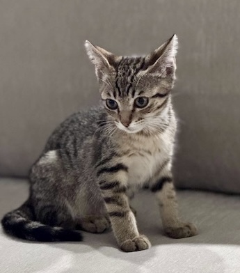 Ziggy (pre adopt)
