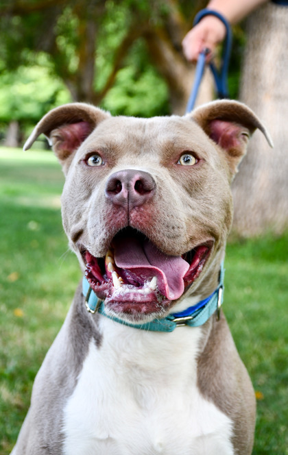 Jimmy, an adoptable Pit Bull Terrier, Mixed Breed in Yakima, WA, 98901 | Photo Image 1