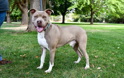 Jimmy, an adoptable Pit Bull Terrier, Mixed Breed in Yakima, WA, 98901 | Photo Image 3