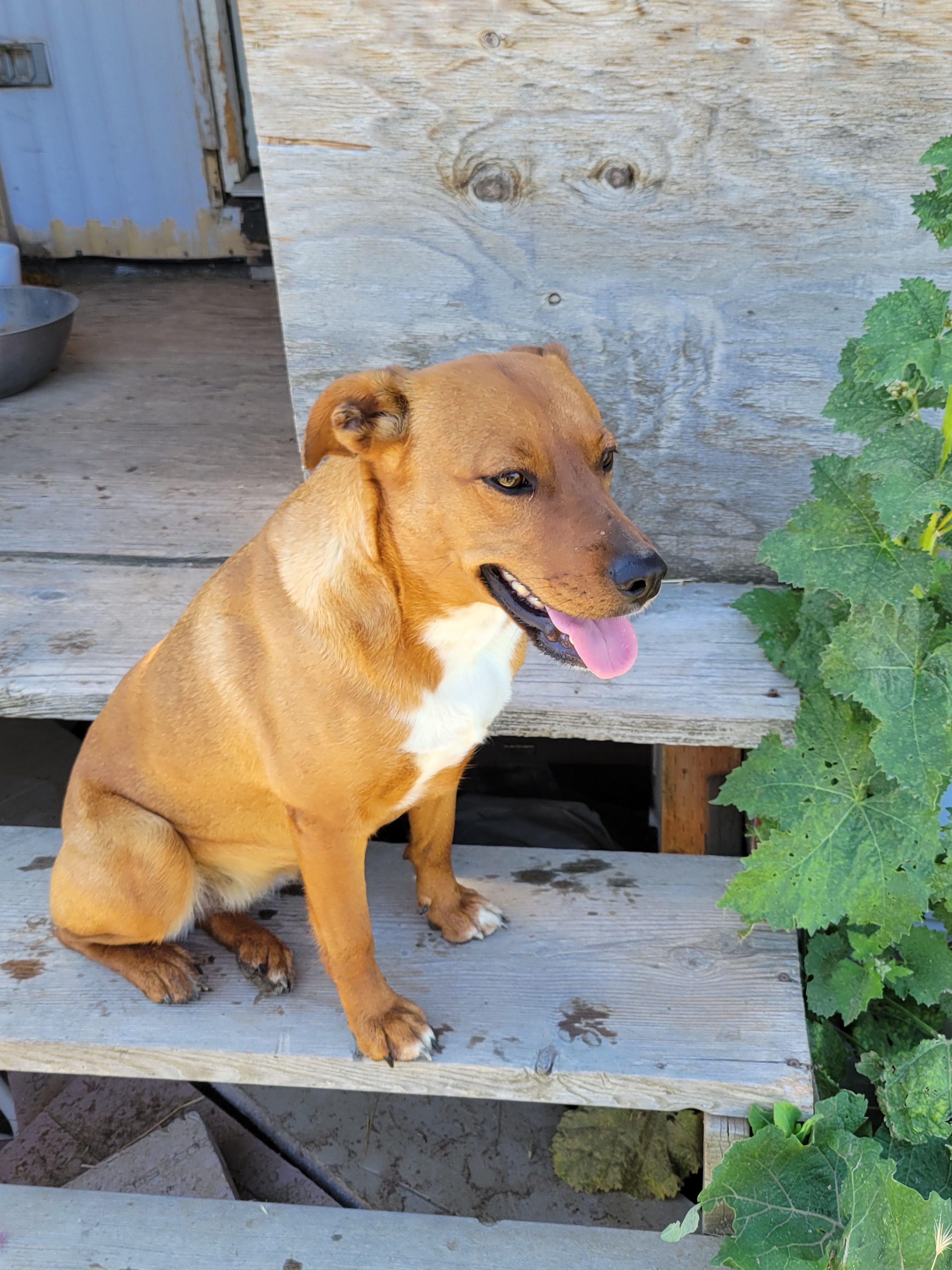 Starlight, an adoptable American Staffordshire Terrier, Labrador Retriever in Twin Falls, ID, 83301 | Photo Image 1