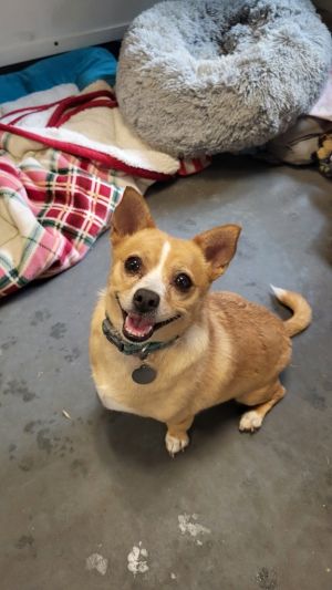 Taco, Adult Male unknown