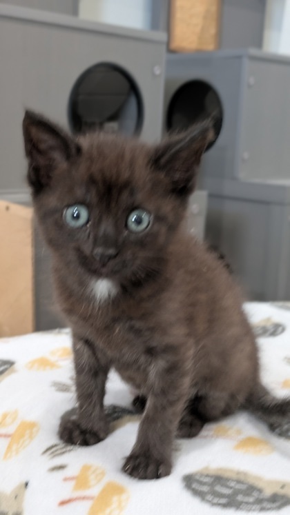 Clank, an adoptable Domestic Short Hair in Hutchinson, KS, 67504 | Photo Image 1