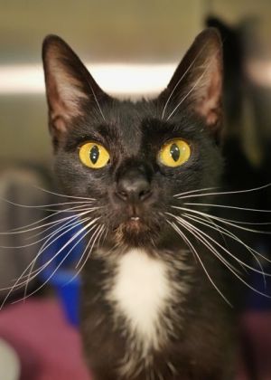 Blak 58578 Domestic Short Hair Cat