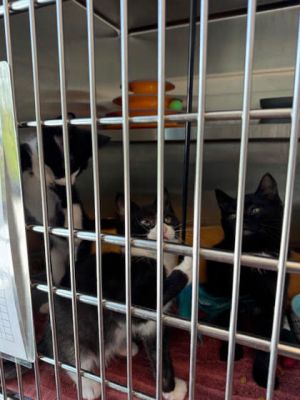 Kc Domestic Short Hair Cat