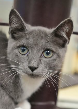 Vex 58462 Domestic Short Hair Cat