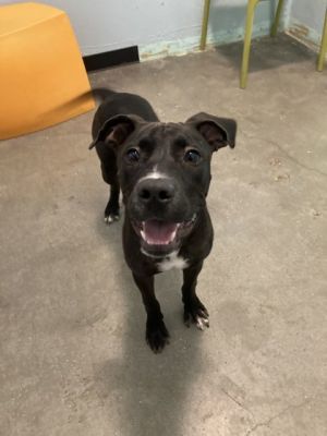 Samuel Mixed Breed Dog