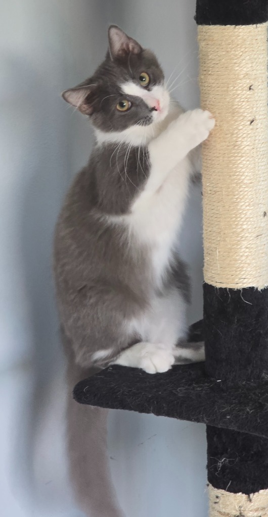 34 Jax, an adoptable Domestic Short Hair in Ashland, WI, 54806 | Photo Image 1