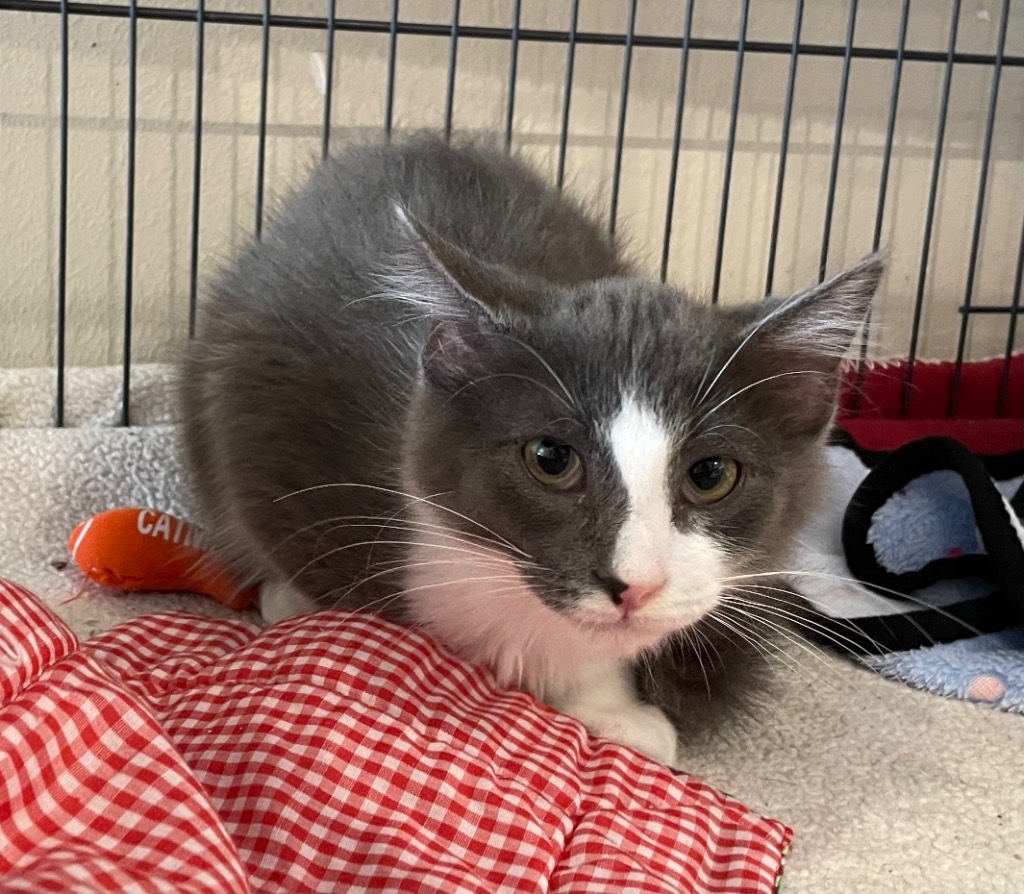 34 Jax, an adoptable Domestic Short Hair in Ashland, WI, 54806 | Photo Image 2