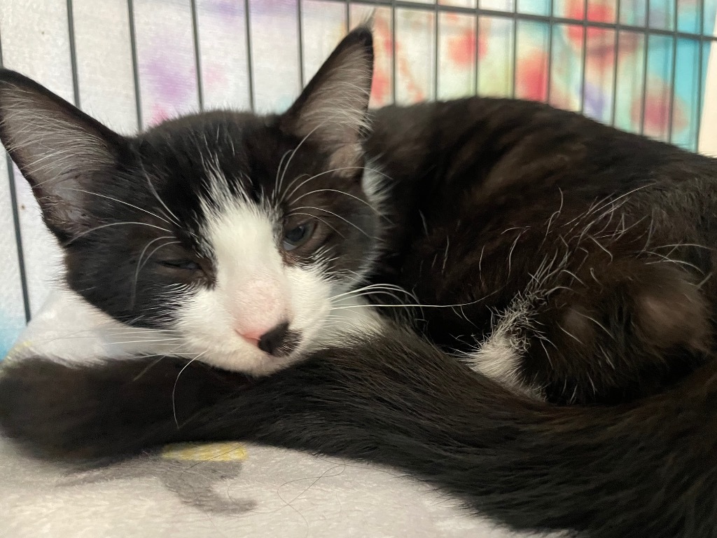 32 Eli, an adoptable Domestic Short Hair in Ashland, WI, 54806 | Photo Image 1