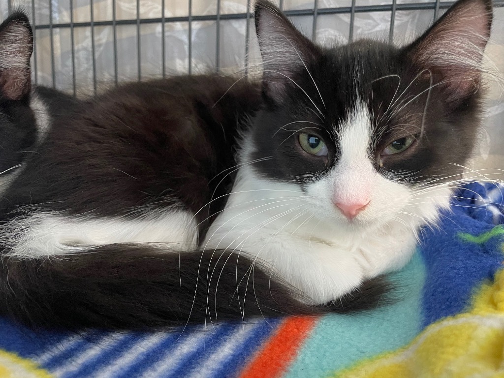 33 Lou, an adoptable Domestic Short Hair in Ashland, WI, 54806 | Photo Image 2