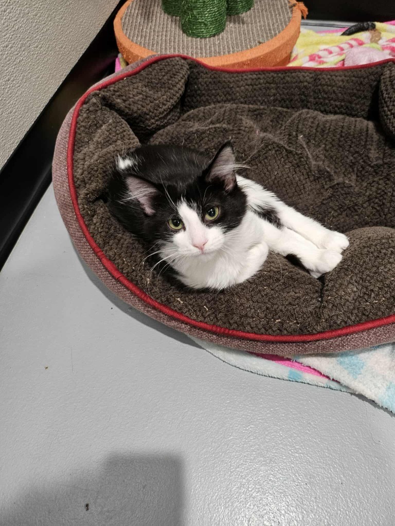 35 Eva, an adoptable Domestic Long Hair in Ashland, WI, 54806 | Photo Image 1