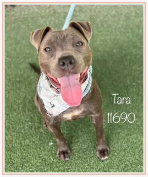 Primary Color Dark Grey Weight 42lbs Age 0yrs 10mths 2wks Animal has been Spayed