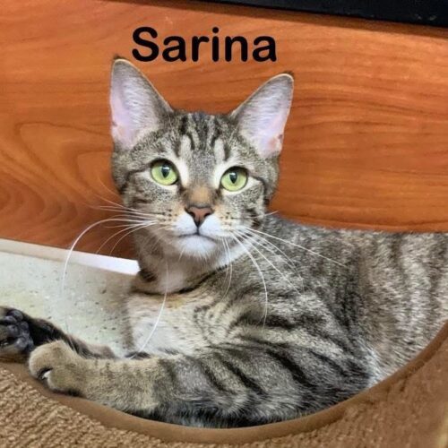 Sarina