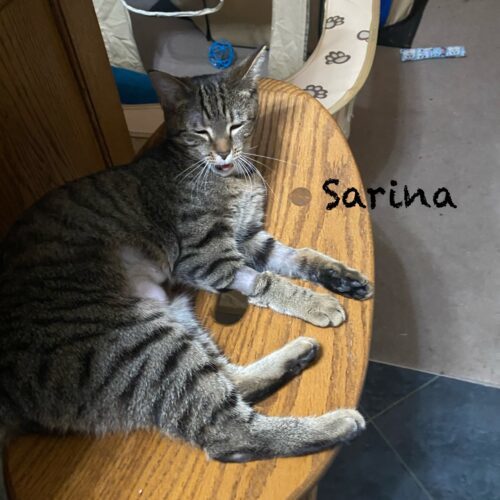 Sarina