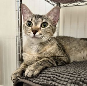 Ricki Carlisle, Adult Female unknown