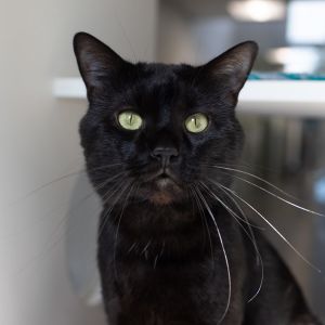 Bear, Senior Male unknown