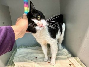 Frank Domestic Medium Hair Cat