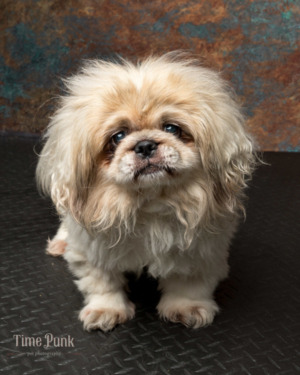 Gizmo, an adoptable Pekingese in Salt Lake City, UT, 84123 | Photo Image 1