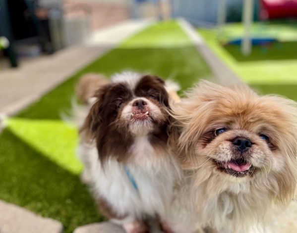 Gizmo, an adoptable Pekingese in Salt Lake City, UT, 84123 | Photo Image 2