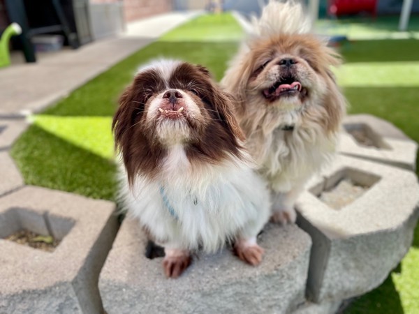 Gizmo, an adoptable Pekingese in Salt Lake City, UT, 84123 | Photo Image 4