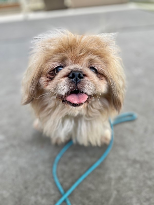 Gizmo, an adoptable Pekingese in Salt Lake City, UT, 84123 | Photo Image 5