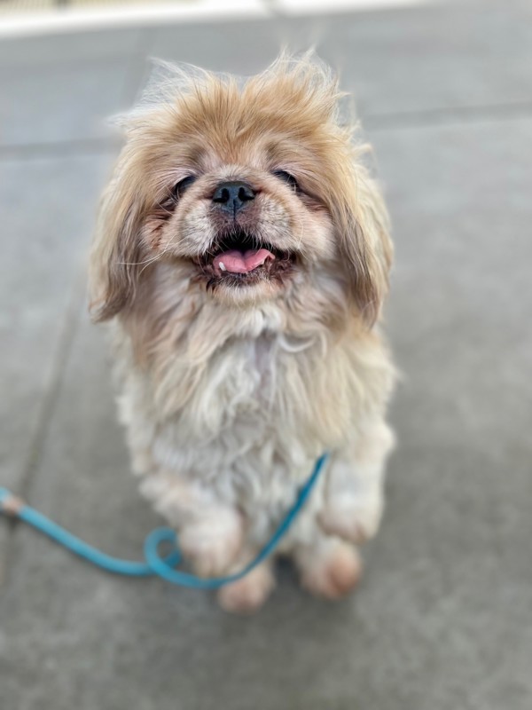 Gizmo, an adoptable Pekingese in Salt Lake City, UT, 84123 | Photo Image 6