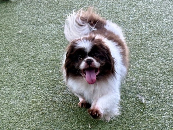 Stripe, an adoptable Pekingese in Salt Lake City, UT, 84123 | Photo Image 1