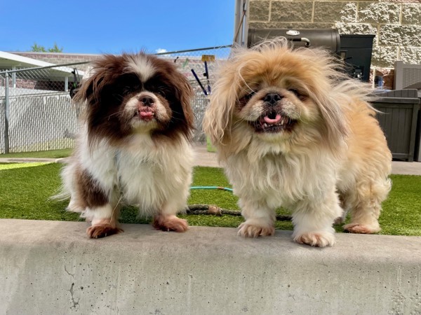 Stripe, an adoptable Pekingese in Salt Lake City, UT, 84123 | Photo Image 3