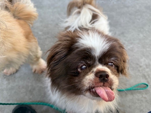 Stripe, an adoptable Pekingese in Salt Lake City, UT, 84123 | Photo Image 4