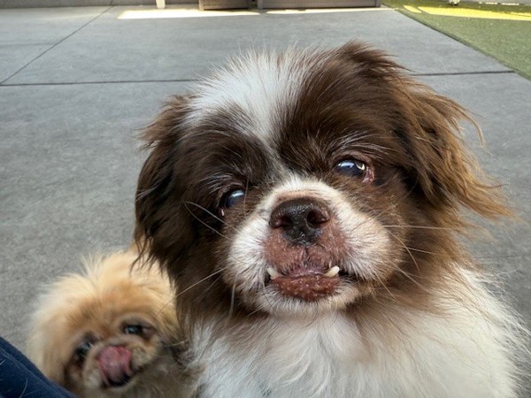 Stripe, an adoptable Pekingese in Salt Lake City, UT, 84123 | Photo Image 6