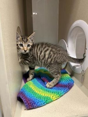 Blue Sky Domestic Short Hair Cat