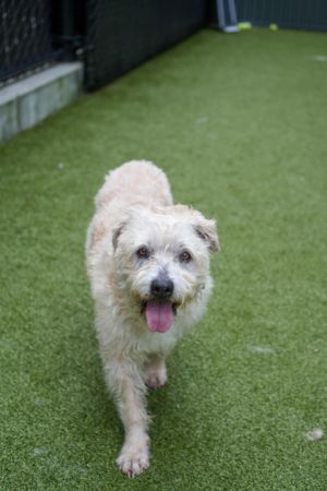 What my friends at Seattle Humane say about me I am new here and the staff is still getting to