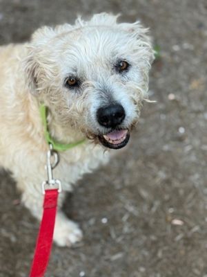 What my Foster Family says about me  I am all about the belly rubs  I am very gentle