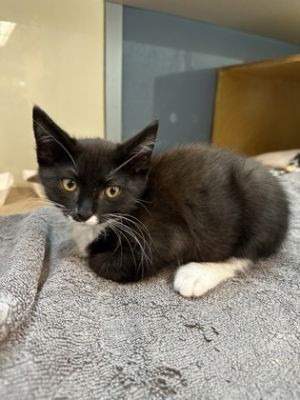 Perseus Domestic Short Hair Cat