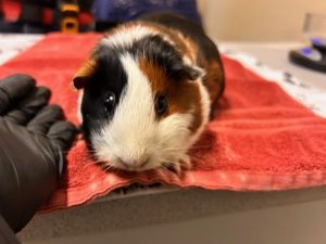 Snickers, Adult Female unknown