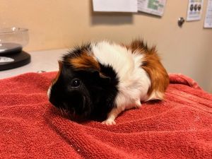 Roxxy, Adult Female unknown