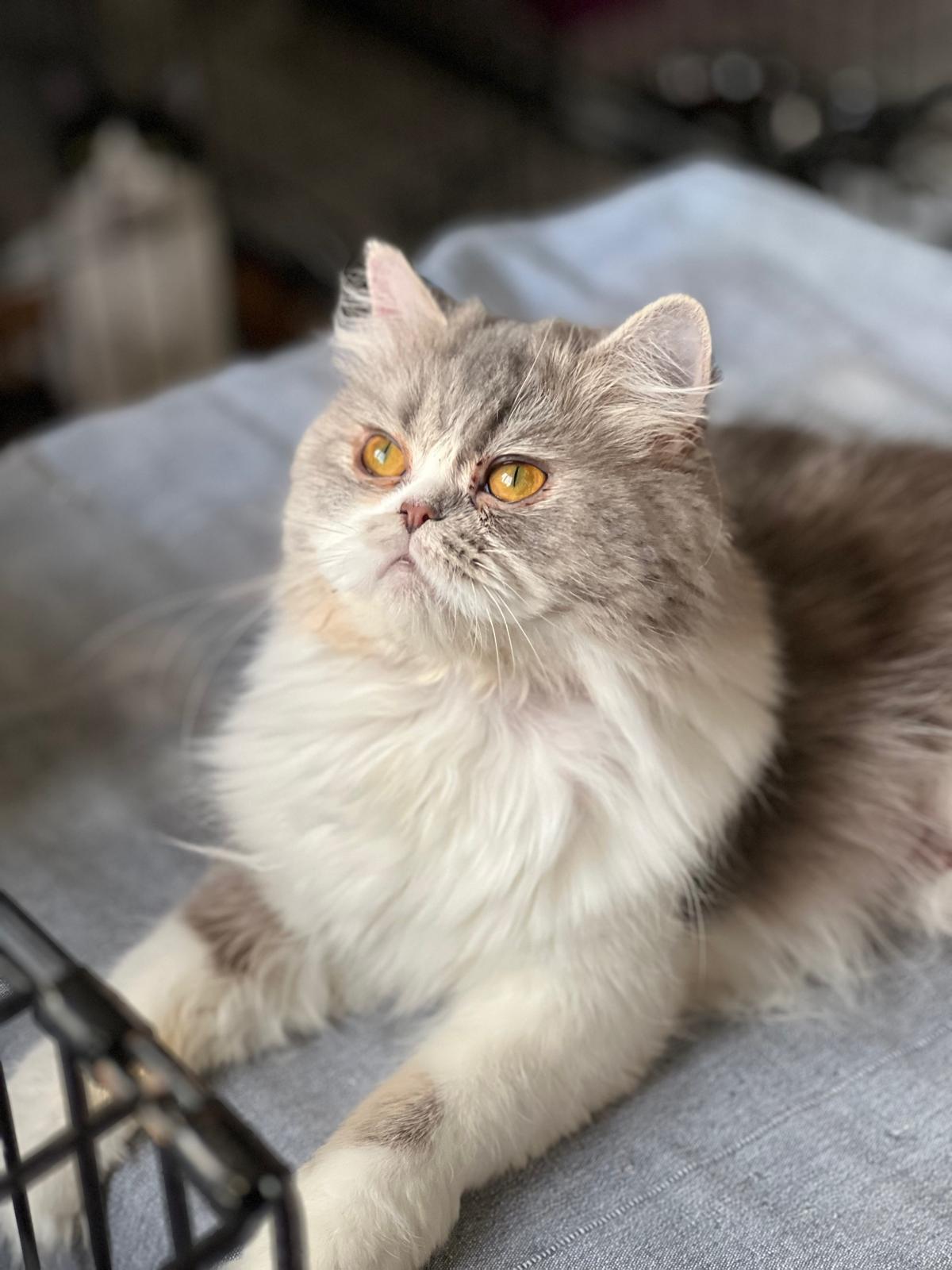 Natasha