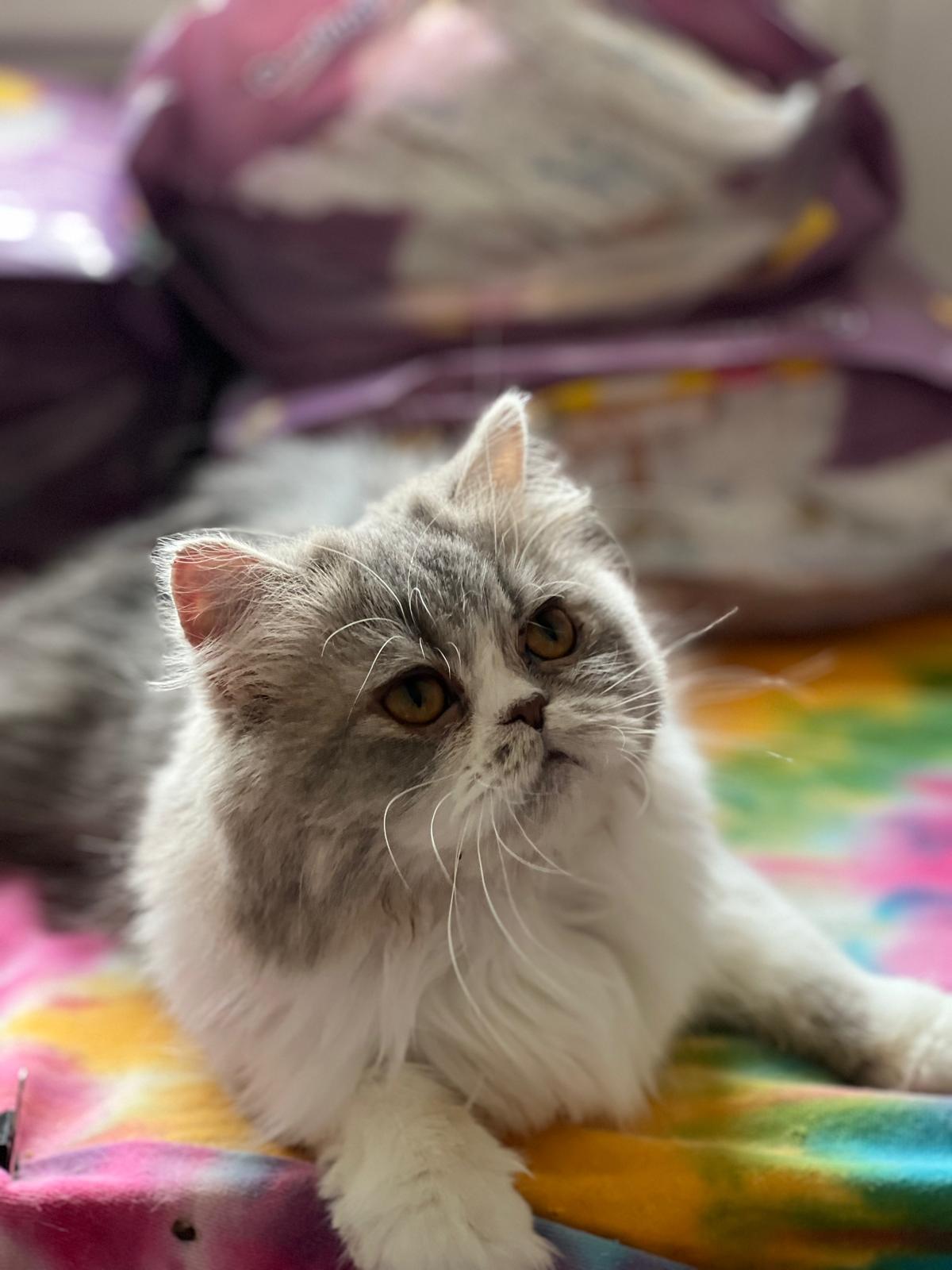 Natasha, an adoptable Persian in Snow Hill, MD, 21863 | Photo Image 2