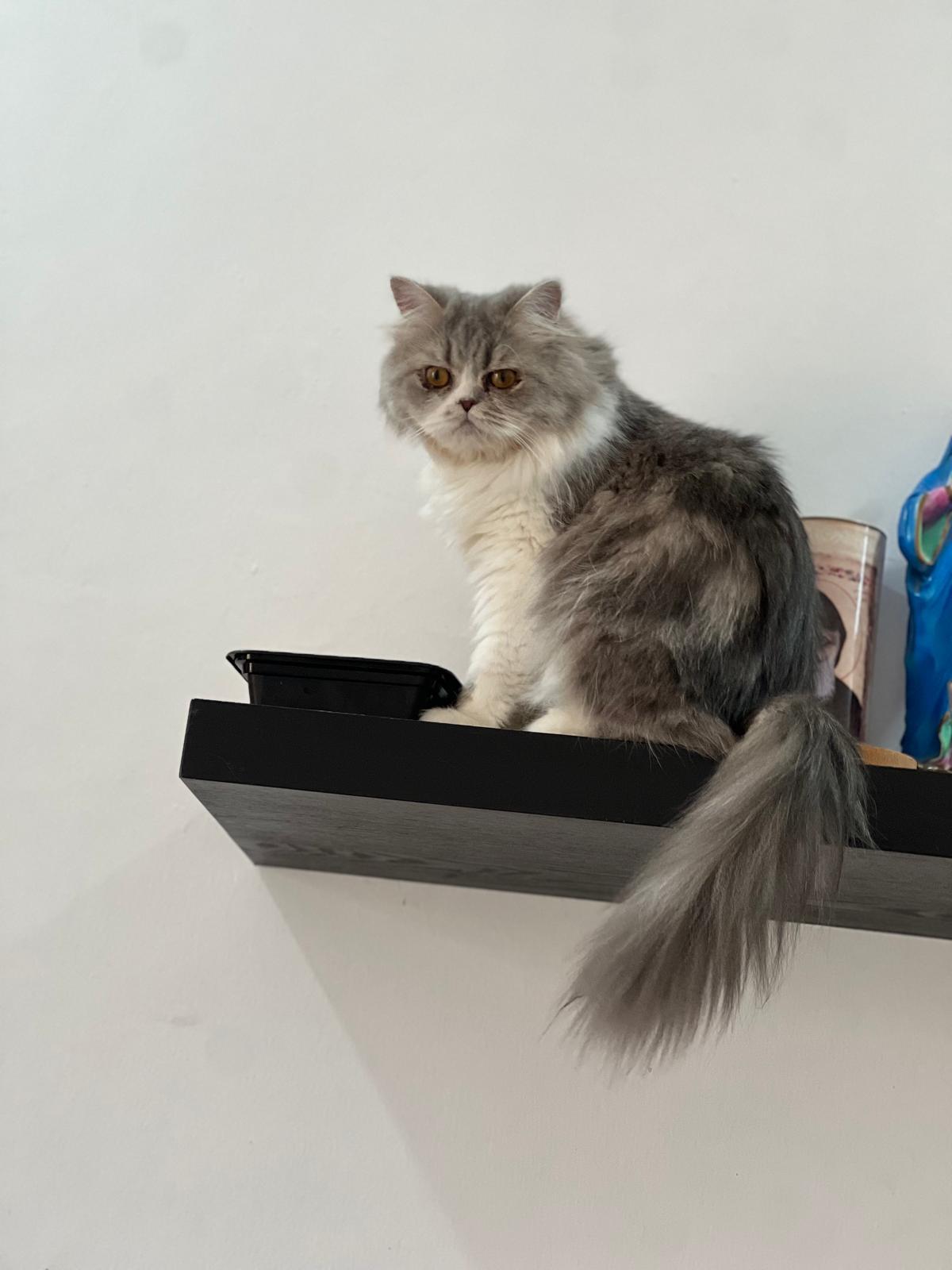 Natasha, an adoptable Persian in Snow Hill, MD, 21863 | Photo Image 3