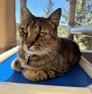 Keith Urban Domestic Short Hair Cat