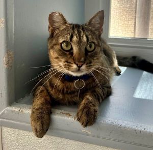 Howdy Im Keith Urban - the purring heartthrob of the cat world I might start off a little shy li