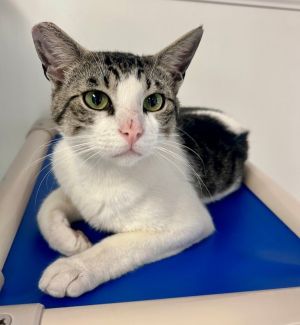 Flo Rida Domestic Short Hair Cat