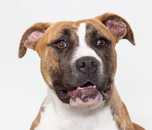 Short Stack Boxer Dog