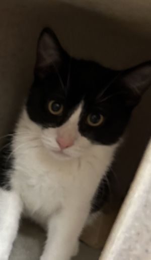Batman Domestic Short Hair Cat