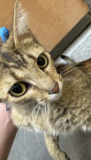 Honeybun Domestic Short Hair Cat