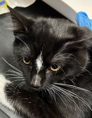 Hotshot Domestic Short Hair Cat