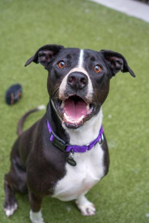 Elmo American Staffordshire Terrier Dog