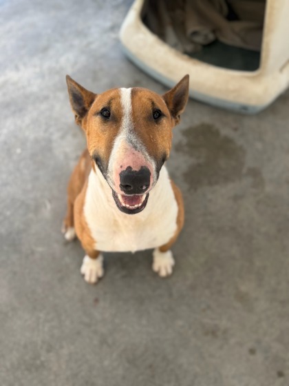 Scrappy