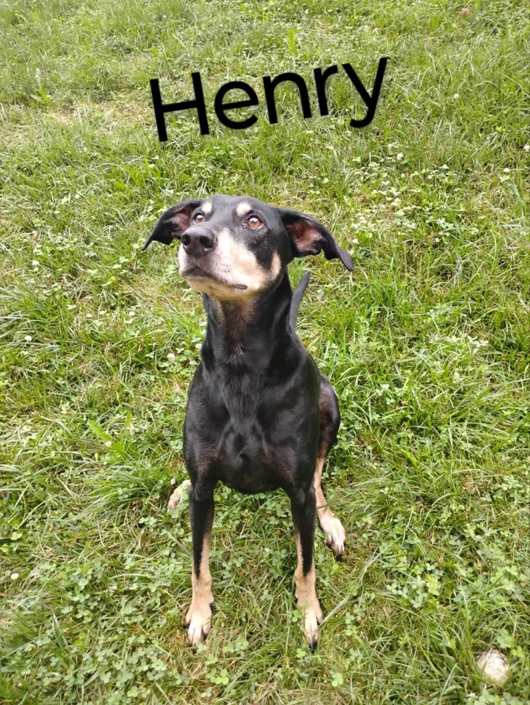 Henry