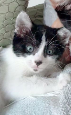 Bay Domestic Short Hair Cat